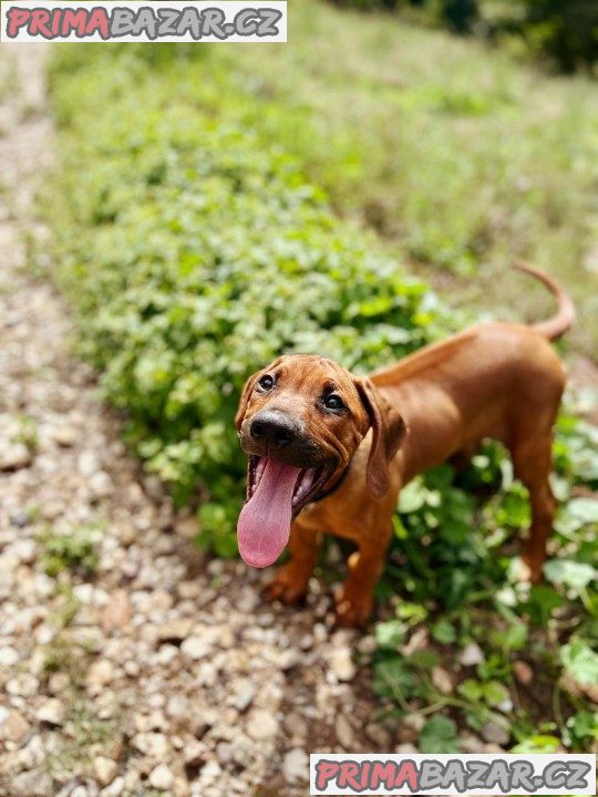 štěně Rhodéský ridgeback s PP – fotografie 2