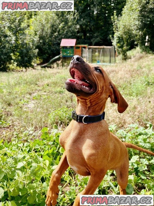 štěně Rhodéský ridgeback s PP – fotografie 3