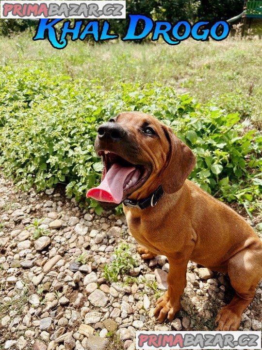 štěně Rhodéský ridgeback s PP – fotografie 4