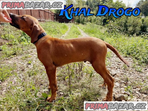 štěně Rhodéský ridgeback s PP – fotografie 5