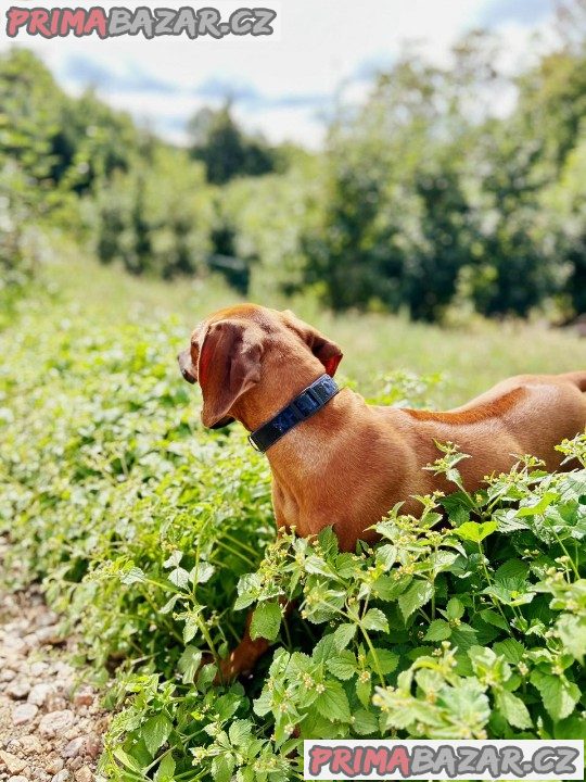 štěně Rhodéský ridgeback s PP – fotografie 6
