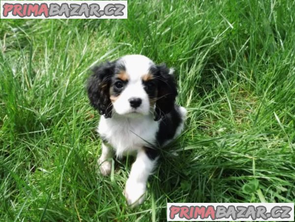 Kavalír king Charles španěl štěňata na prodej – fotografie 4
