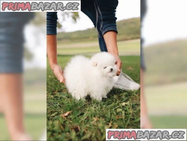 Německý špic - štěňata – fotografie 2