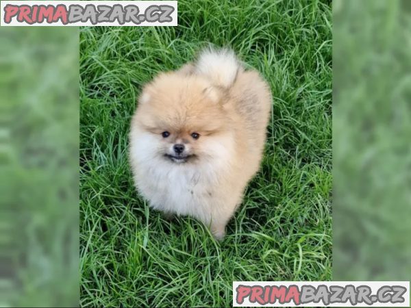 Pomeranian štěně – fotografie 1