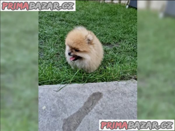 Pomeranian štěně – fotografie 2