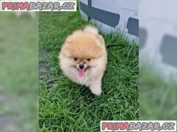 Pomeranian štěně – fotografie 3