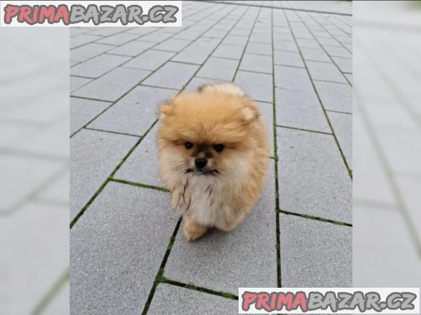 Pomeranian štěně – fotografie 4