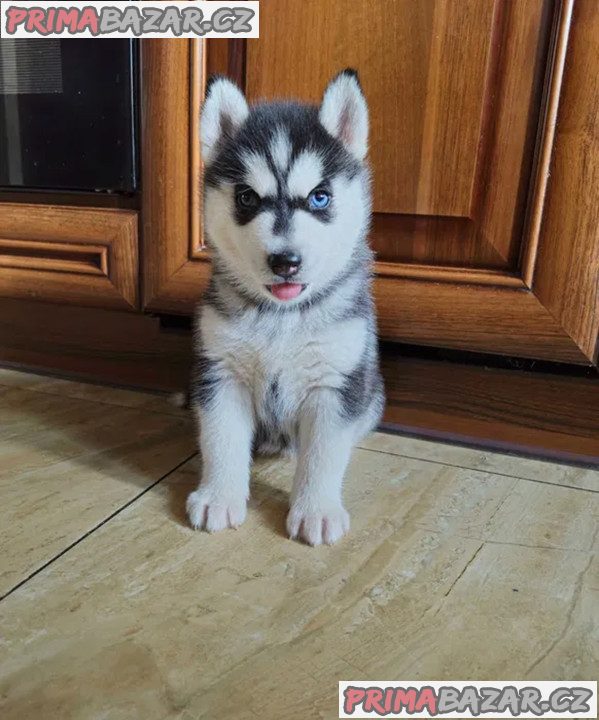 Sibiřský husky na prodej – fotografie 1