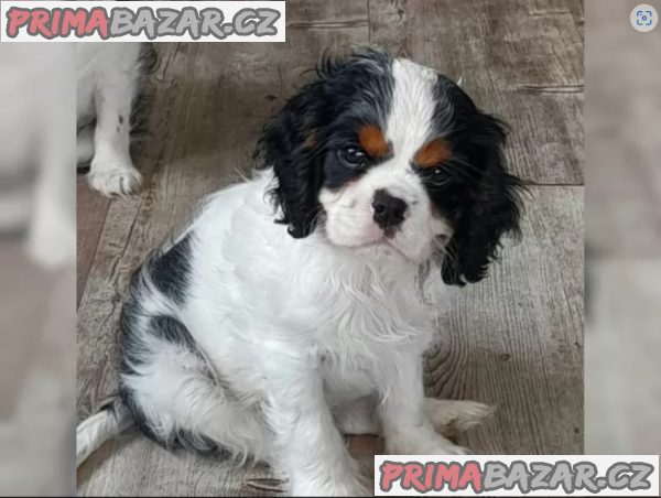 Kavalír King Charles španěl – fotografie 1