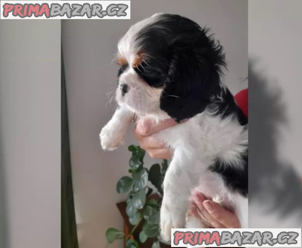 Kavalír King Charles španěl – fotografie 2