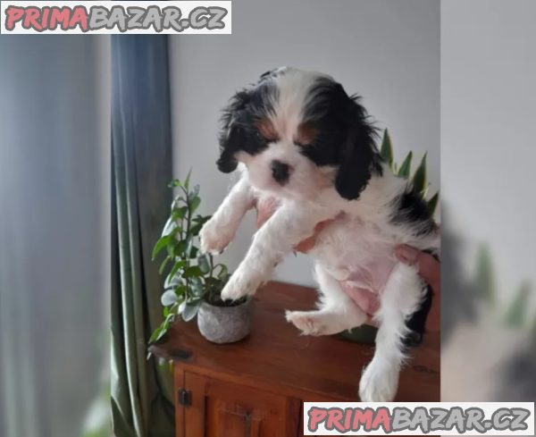 Kavalír King Charles španěl – fotografie 3