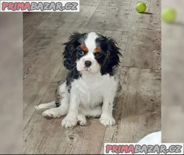 Kavalír King Charles španěl – fotografie 5