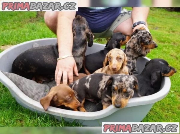 Prodám standardní štěňata hladkosrstého jezevčíka. – fotografie 5