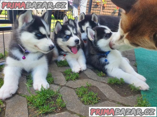 Štěňata sibiřského husky na prodej. – fotografie 1