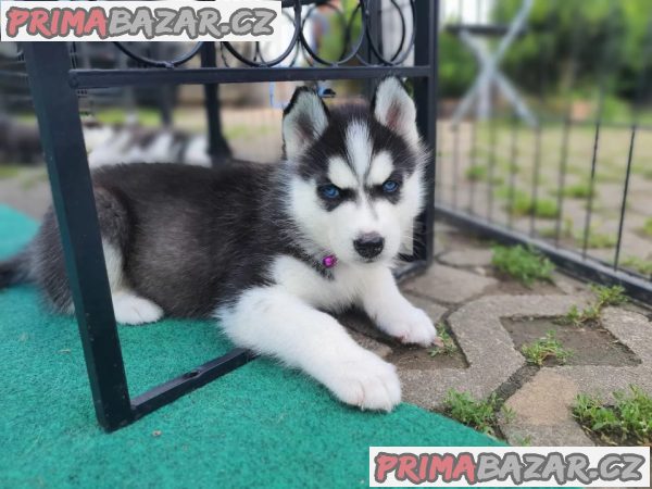 Štěňata sibiřského husky na prodej. – fotografie 2