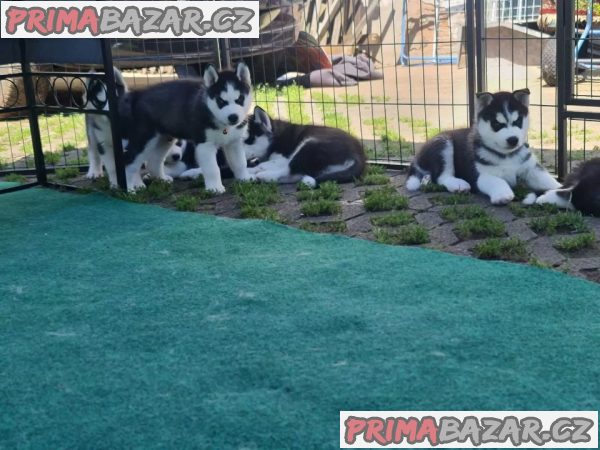 Štěňata sibiřského husky na prodej. – fotografie 4