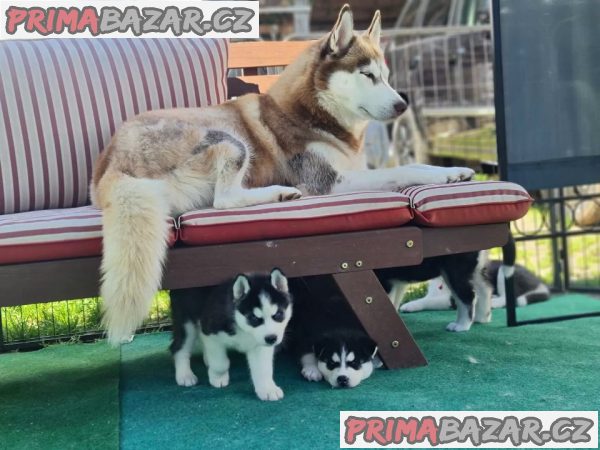 Štěňata sibiřského husky na prodej. – fotografie 5