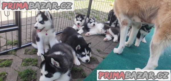 Štěňata sibiřského husky na prodej. – fotografie 6