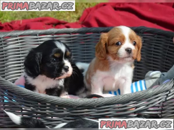 King charles španěl - štěňata – fotografie 3