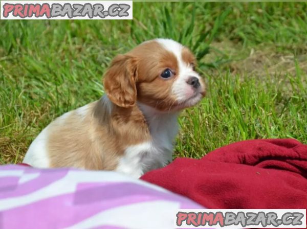 King charles španěl - štěňata – fotografie 5