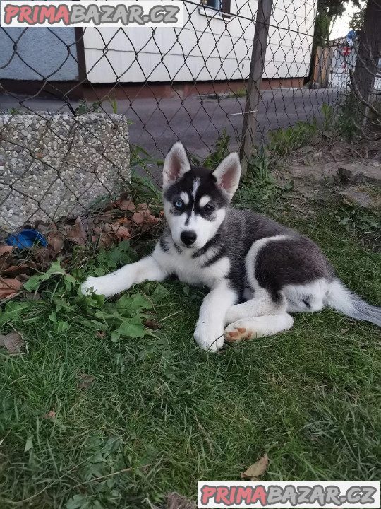 Sibiřský husky/sibiřský hasky – fotografie 1