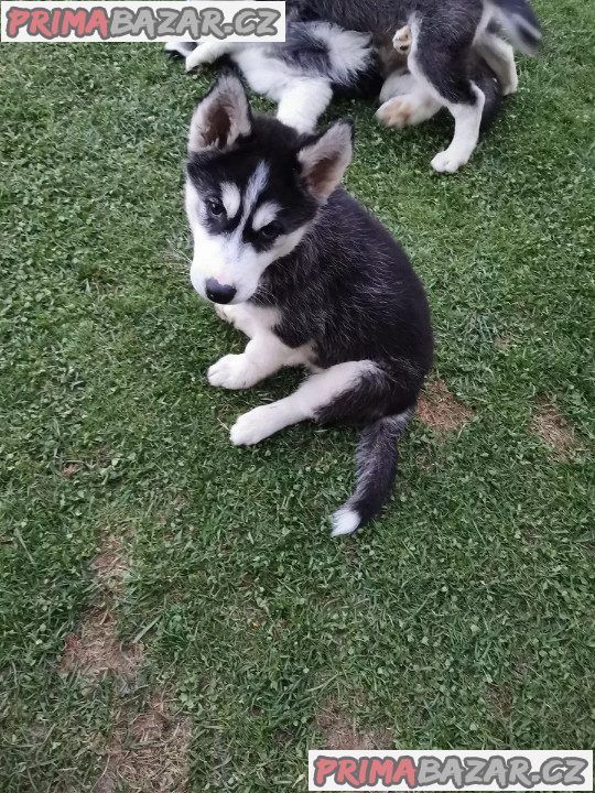 Sibiřský husky/sibiřský hasky – fotografie 2