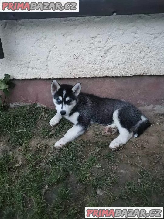 Sibiřský husky/sibiřský hasky – fotografie 3