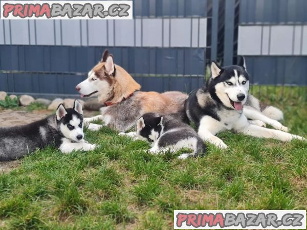 Sibiřský husky/sibiřský hasky – fotografie 4
