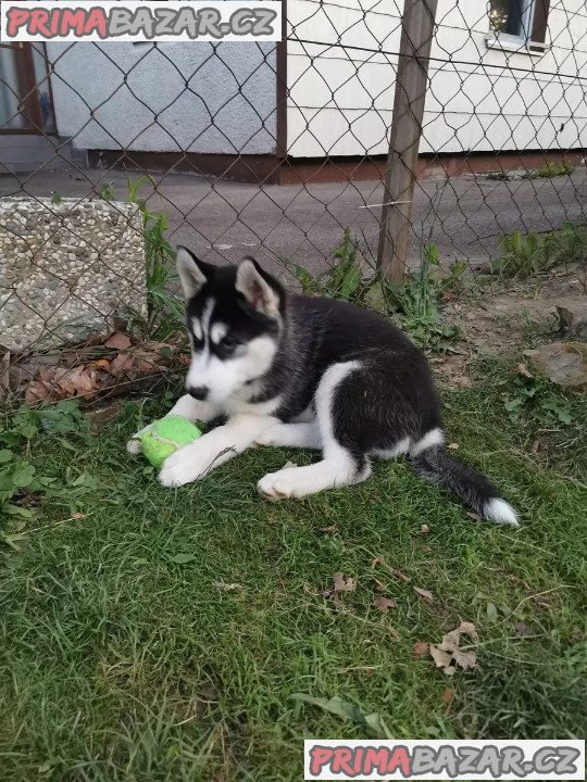Sibiřský husky/sibiřský hasky – fotografie 5