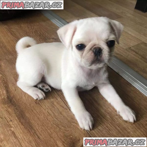 Mops chlapecek – fotografie 1