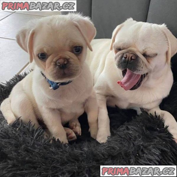 Mops chlapecek – fotografie 2