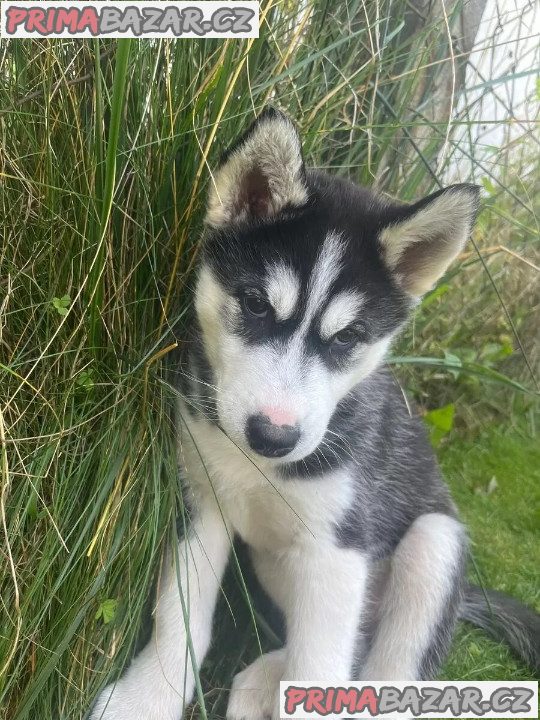 Sibiřský husky na prodej bez PP – fotografie 2