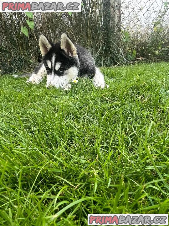 Sibiřský husky na prodej bez PP – fotografie 4