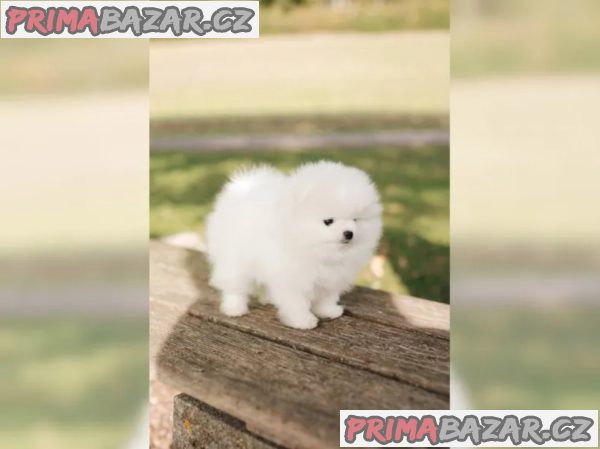 Německý špic trpasličí (Pomeranian) Štěňátka – fotografie 1