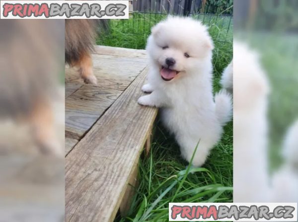 Německý špic trpasličí (Pomeranian) Štěňátka – fotografie 2