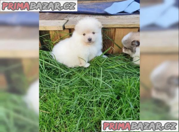 Německý špic trpasličí (Pomeranian) Štěňátka – fotografie 3