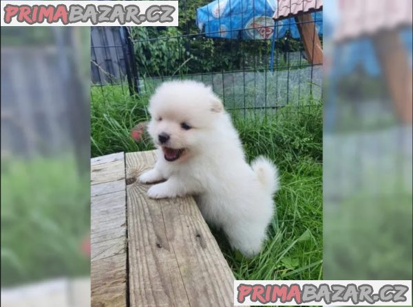 Německý špic trpasličí (Pomeranian) Štěňátka – fotografie 4