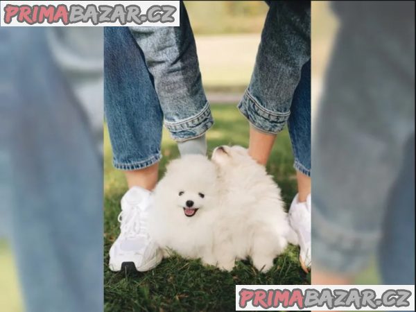Německý špic trpasličí (Pomeranian) Štěňátka – fotografie 5