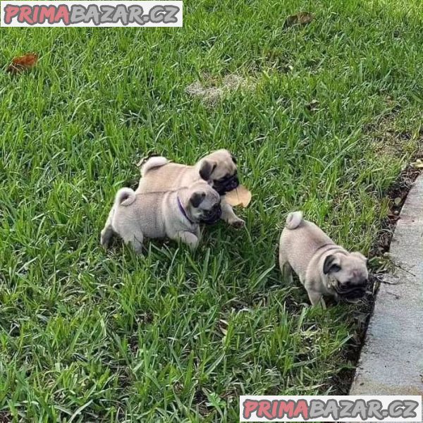 Mops (Mopslík) Pug štěňátka – fotografie 1