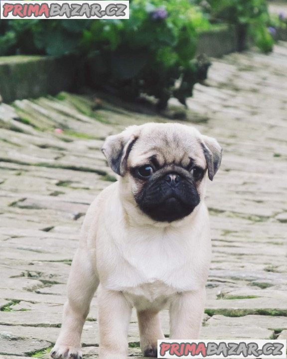 Mops (Mopslík) Pug štěňátka – fotografie 2