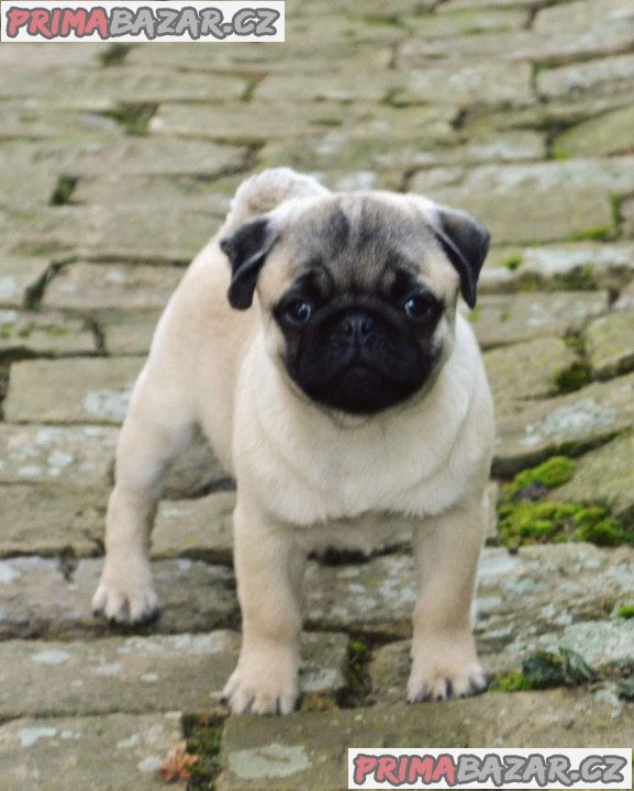 Mops (Mopslík) Pug štěňátka – fotografie 3