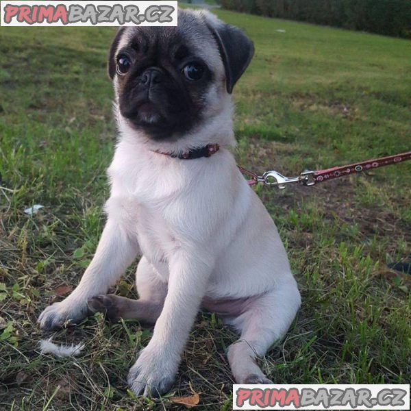 Mops (Mopslík) Pug štěňátka – fotografie 5