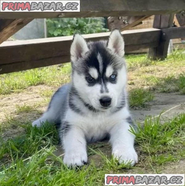 Štěňátka černobílý sibiřský husky – fotografie 1