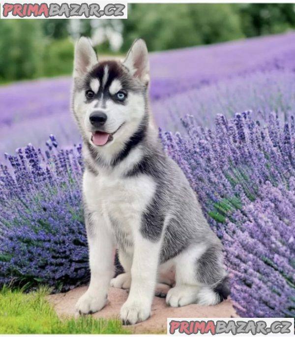 Štěňátka černobílý sibiřský husky – fotografie 2