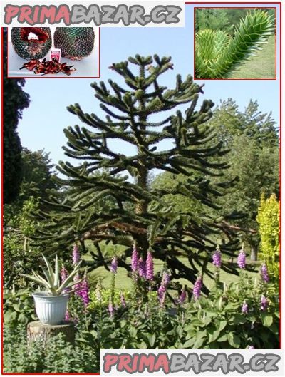 naklíčená semena   Araucaria araucana – fotografie 1