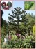naklíčená semena   Araucaria araucana