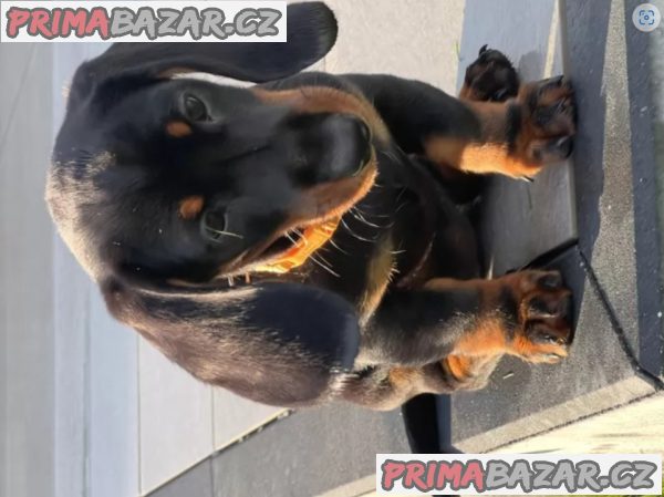 Jezevčík hladkosrstý – fotografie 4