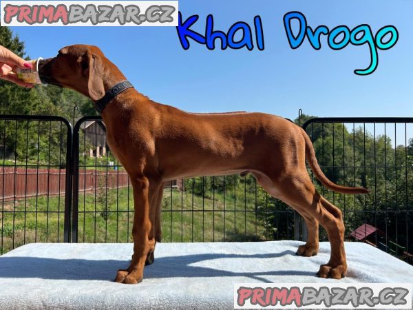 štěně Rhodéský ridgeback s PP – fotografie 1