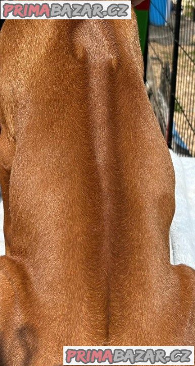 štěně Rhodéský ridgeback s PP – fotografie 3