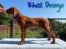 štěně Rhodéský ridgeback s PP
